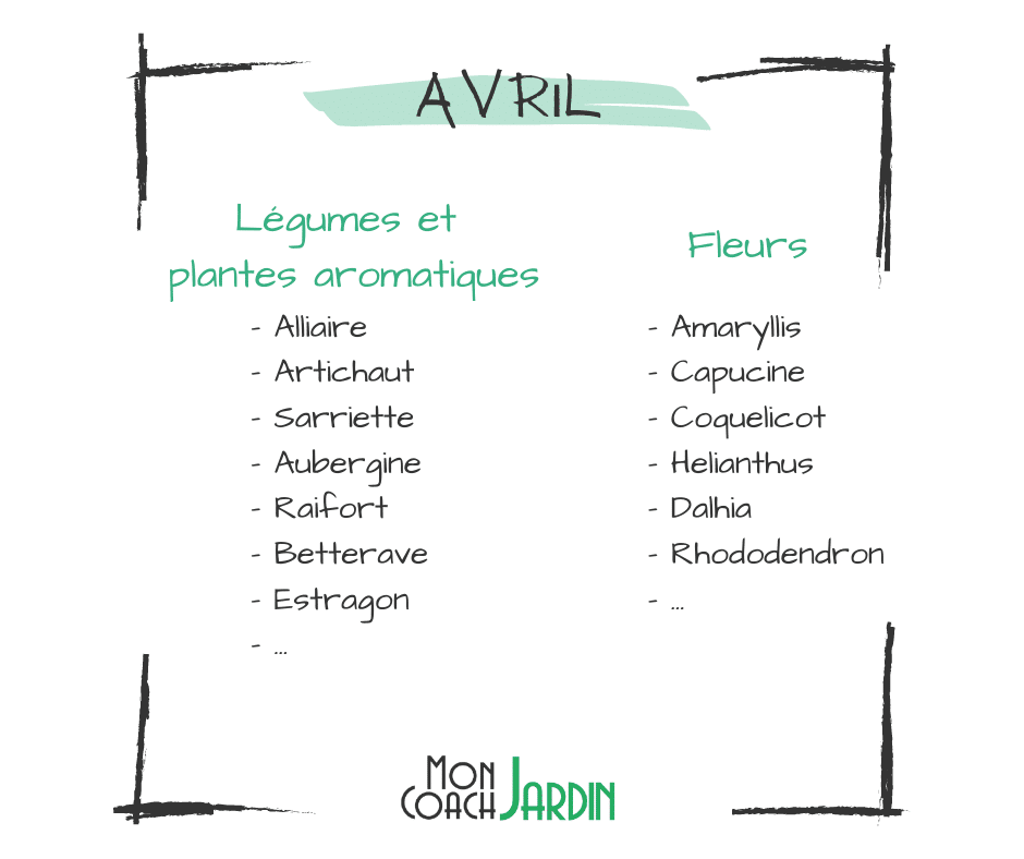 Fleurs à planter en avril