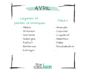 Plantes aromatiques à planter en Avril