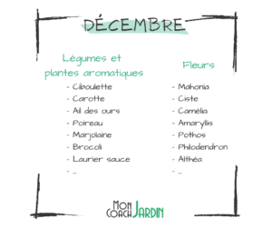 Fleurs à planter en décembre