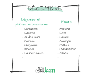 Légumes à planter en décembre