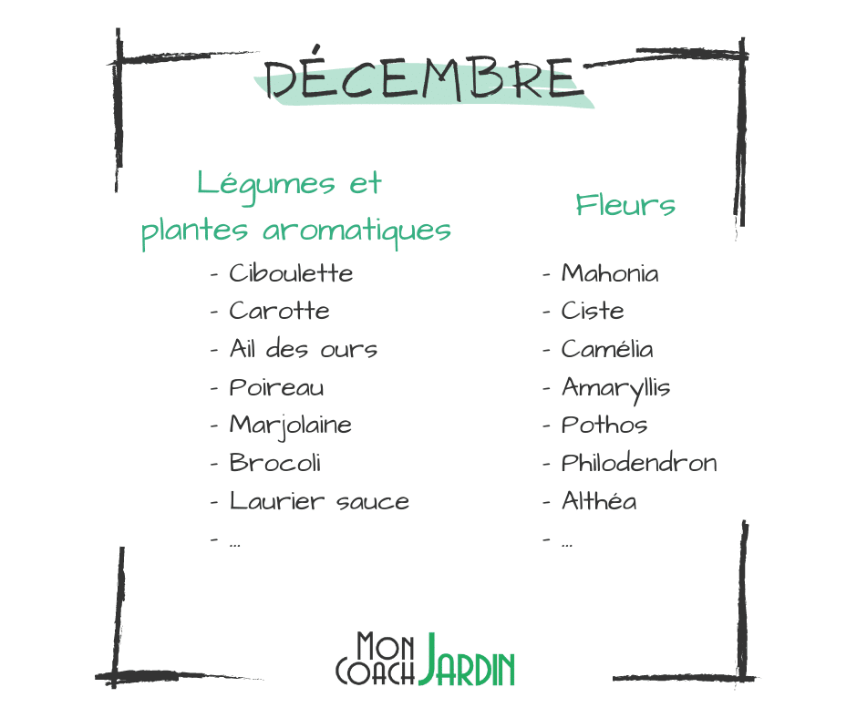 Légumes à planter en décembre