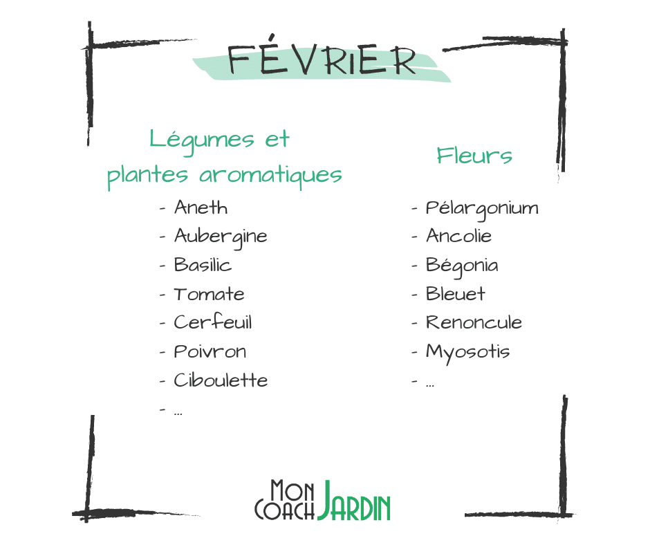 Fleurs à planter en février
