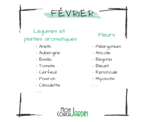 Plantes aromatiques à planter en février