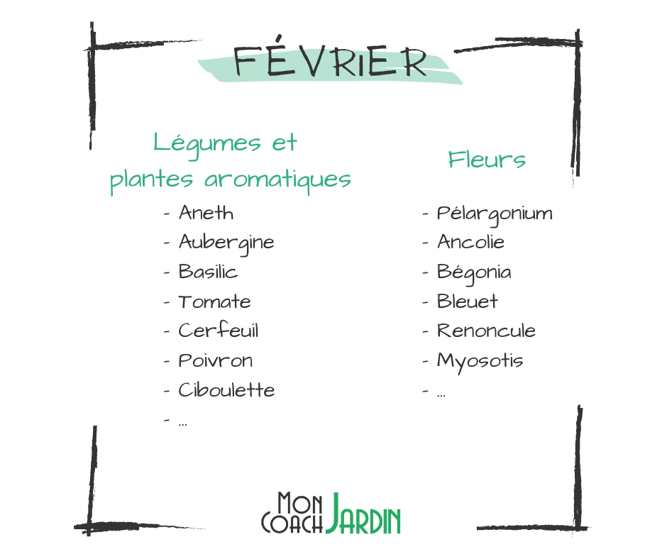 Plantes aromatiques à planter en février