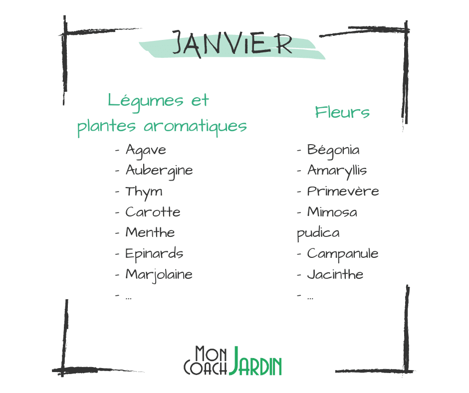 légumes à planter en janvier
