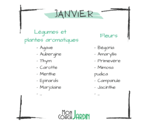 Plantes aromatiques à planter en Janvier