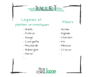 Légumes à planter en juillet