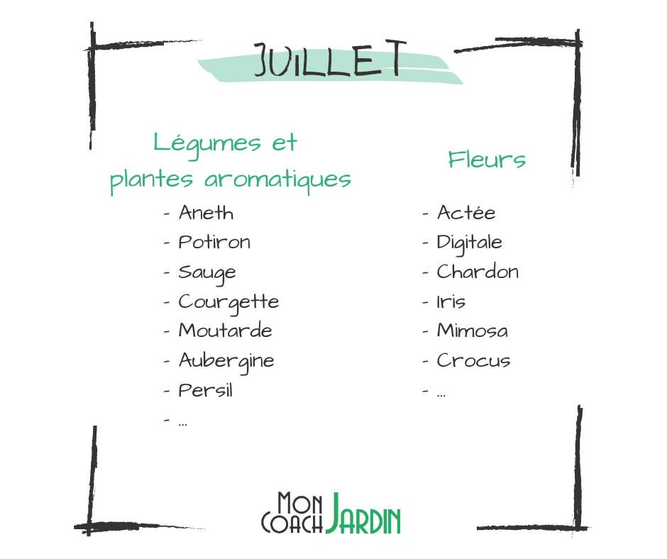 Légumes à planter en juillet