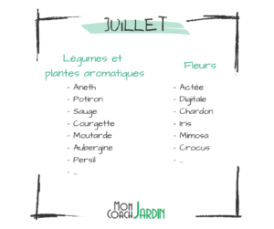 Plantes aromatiques à planter en juillet