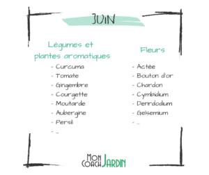 Fleurs à planter en juin