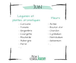 Plantes aromatiques à planter en juin