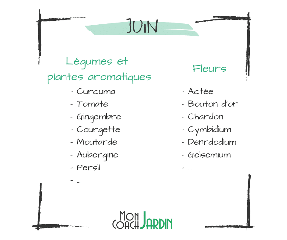 Plantes aromatiques à planter en juin