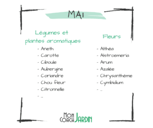 légumes à planter en mai