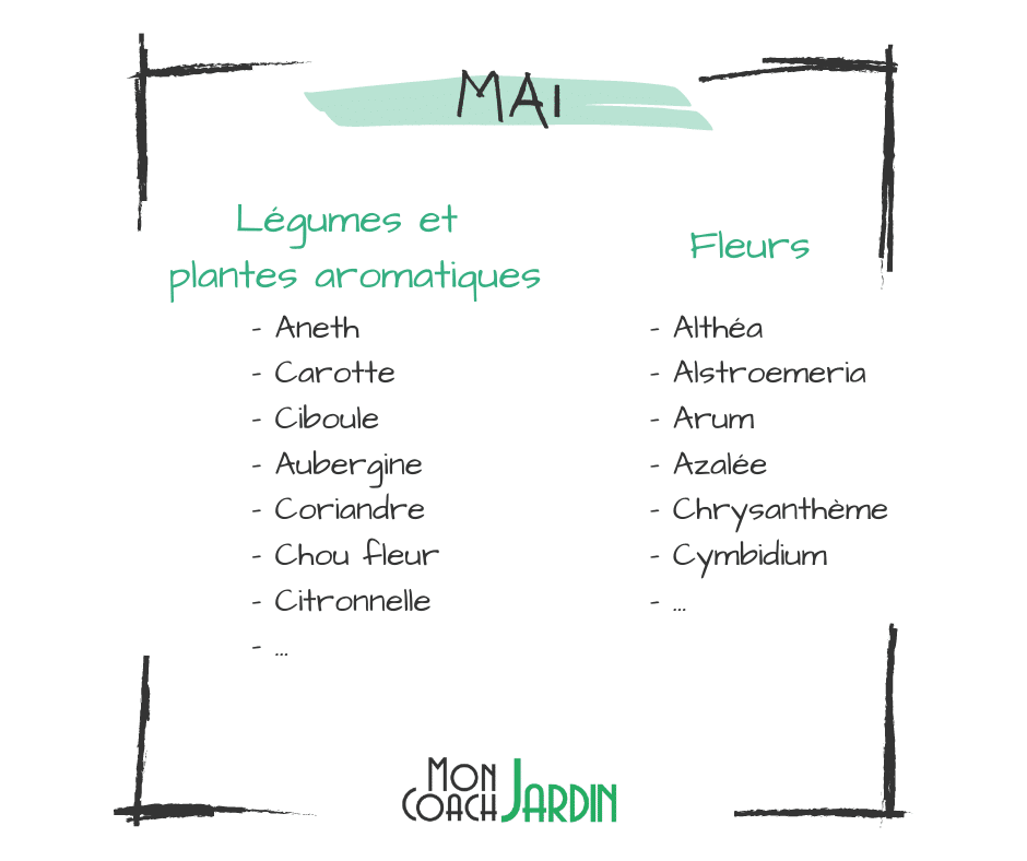 Fleurs à planter en mai
