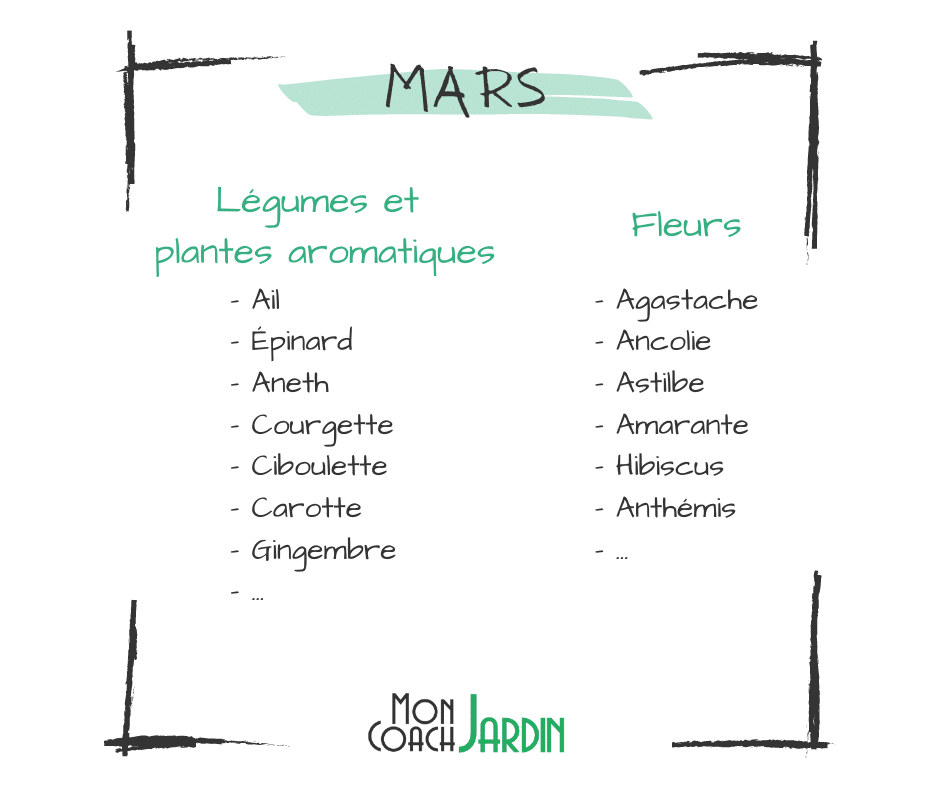 Fleurs à planter en mars