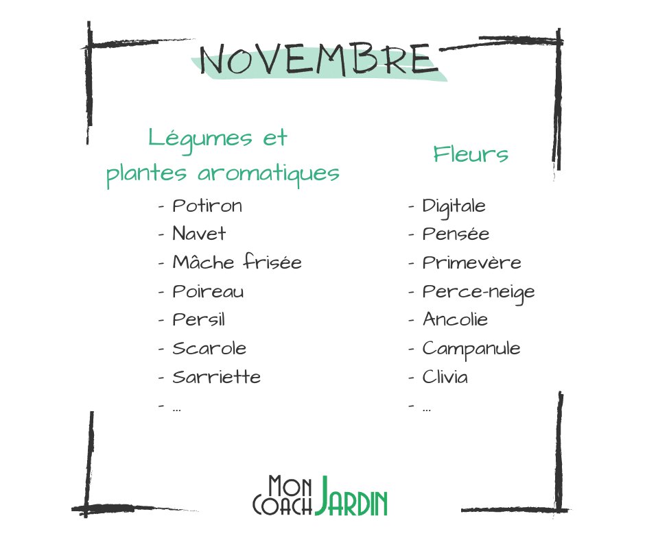 Fleurs à planter en novembre