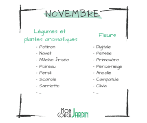 Légumes à planter en novembre