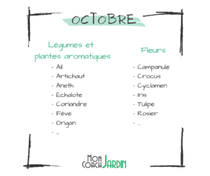 Légumes à planter en octobre