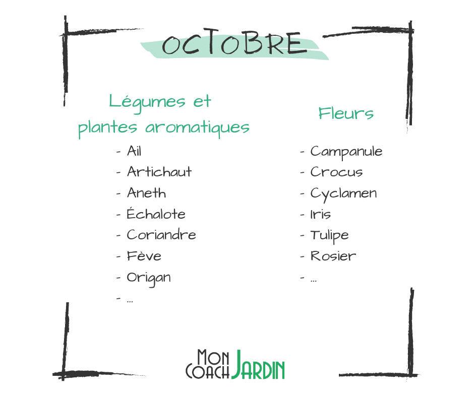 Légumes à planter en octobre