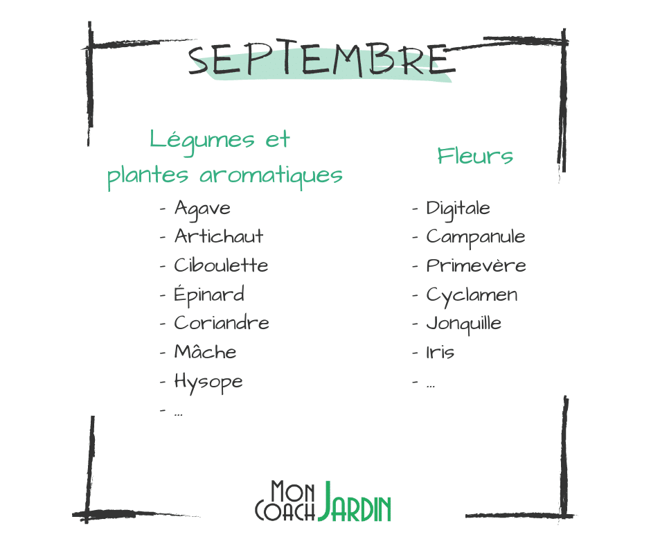 Légumes à planter en septembre