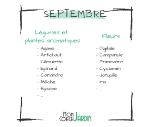 Plantes aromatiques à planter en septembre