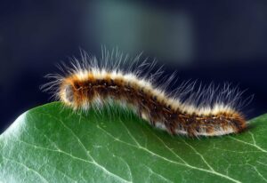 Chenille processionnaire