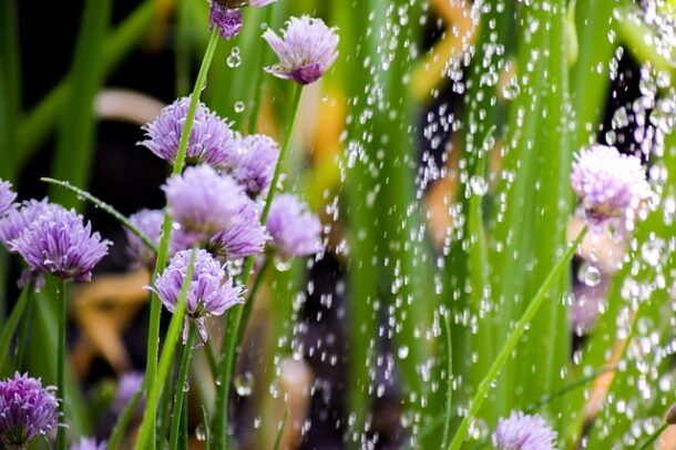 chives-gce18bb7cf_640
