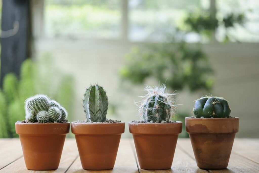entretenir cactus
