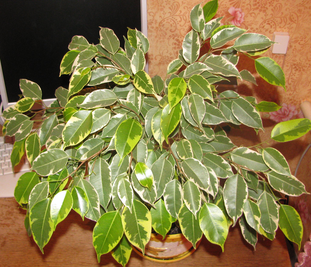 entretenir ficus