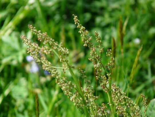 common-sorrel-gdb21b664f_640