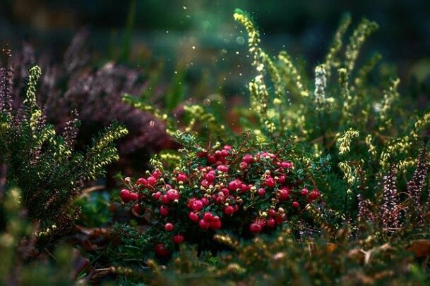 cranberries-g2a094ade2_640