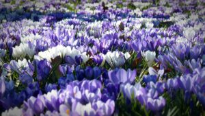 crocus