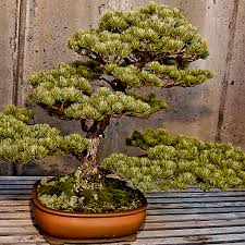 Entretenir Bonsai