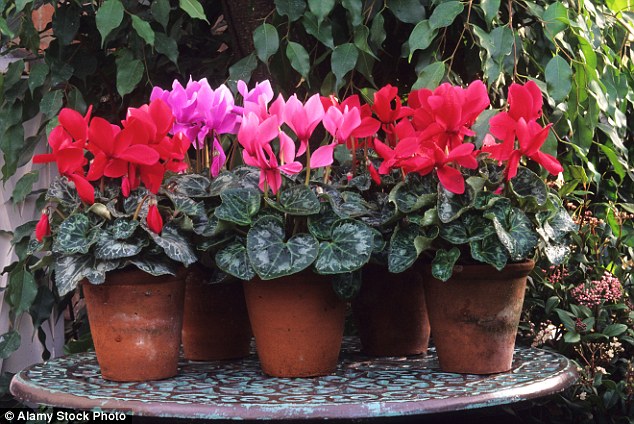 Entretenir cyclamen