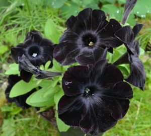 fleur noire