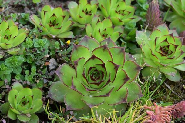 flowers-g77d909c45_640