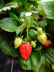 fraisier