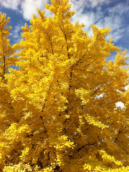 Ginkgo Biloba