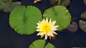 hiverner les plantes aquatiques