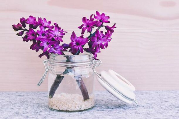 hyacinth-gb5a46ec14_640