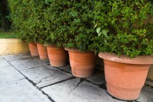 terre cuite plantes