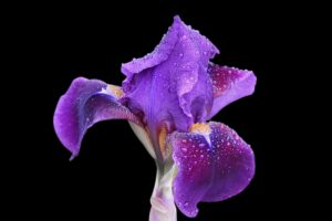Diviser les iris