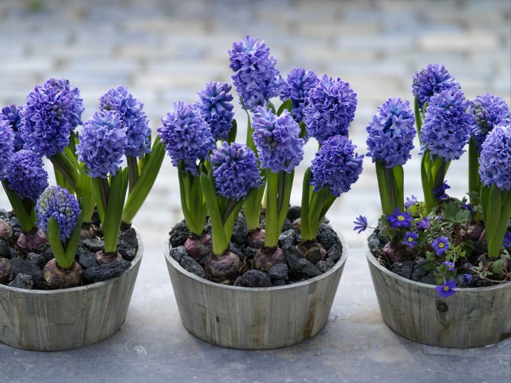 jacinthes en pot