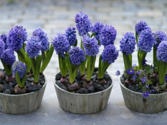 jacinthes-en-pot-600x450