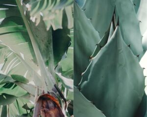 Créer un jardin exotique