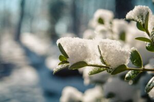 jardin d'hiver