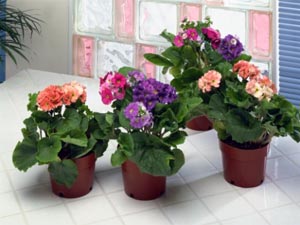 Les plantes à fleurs d'appartement