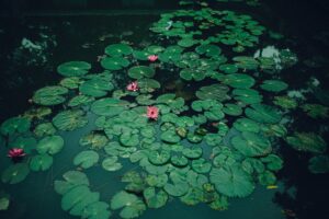 les plantes flottantes