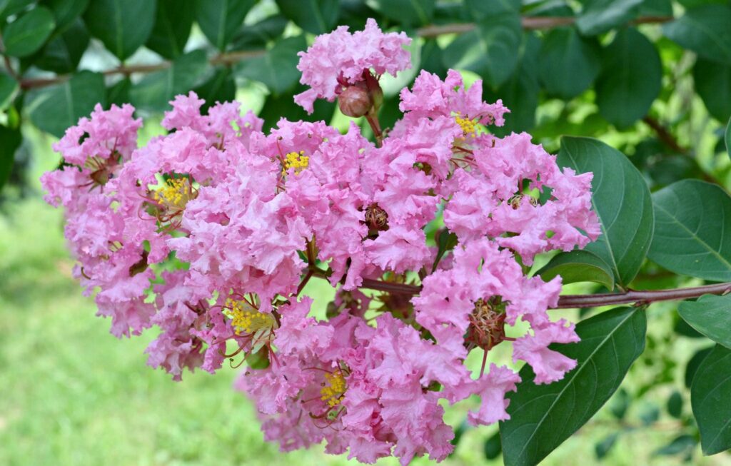 lilas des indes