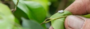 Lutter contre les cochenilles